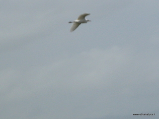 lle del Simeto-24-02-2013 11-16-50